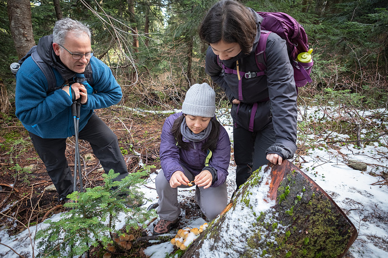 多民族家庭在雪林中寻找冬菇图片下载