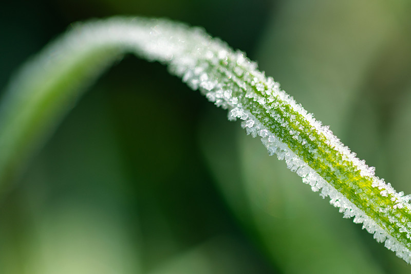 冰冻植物叶子的特写图片素材