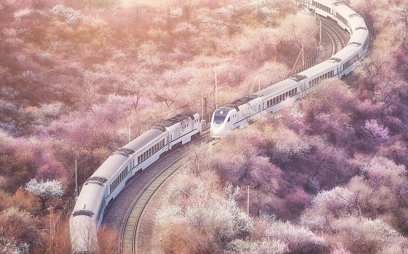 樱花的火车图片素材
