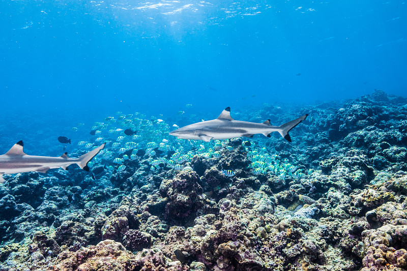 黑色尖鲨游过彩色珊瑚礁图片素材