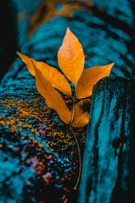 特写:秋天植物上橙色的叶子图片素材
