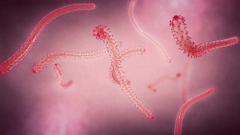 埃博拉病毒、插图图片下载