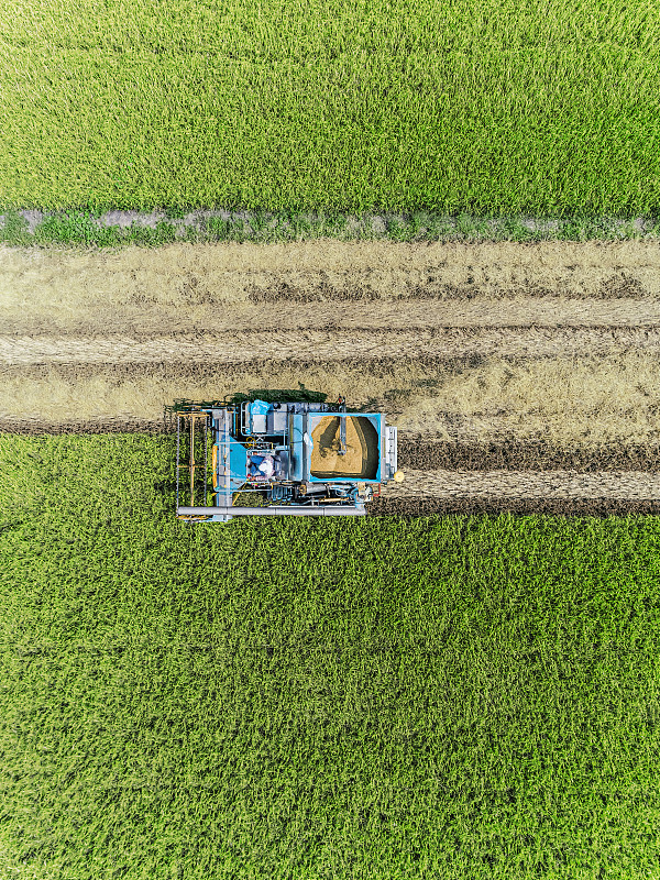 航空俯视图收割机在稻田工作，亚洲，泰国。图片素材
