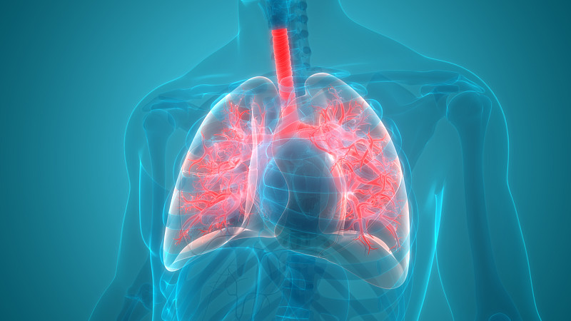 人体呼吸系统及肺解剖学图片素材
