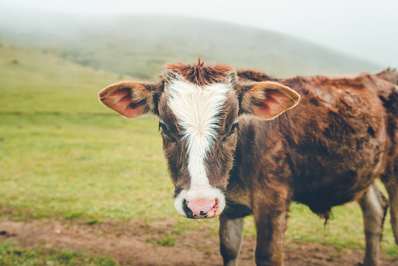 牧场家畜上可爱的小牛犊图片下载