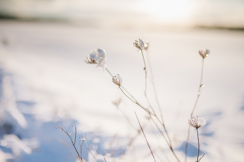 冬天地里冷冻的植物图片素材