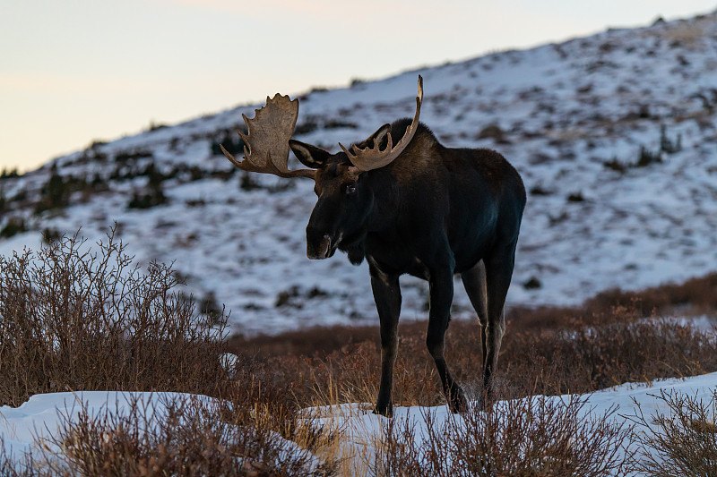 冬季的大型公驼鹿图片下载