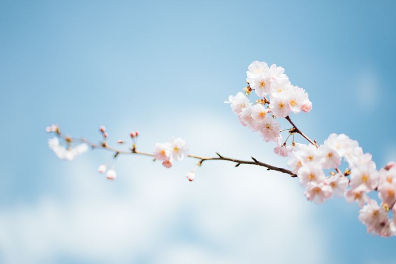 低角度的樱花对天空图片素材