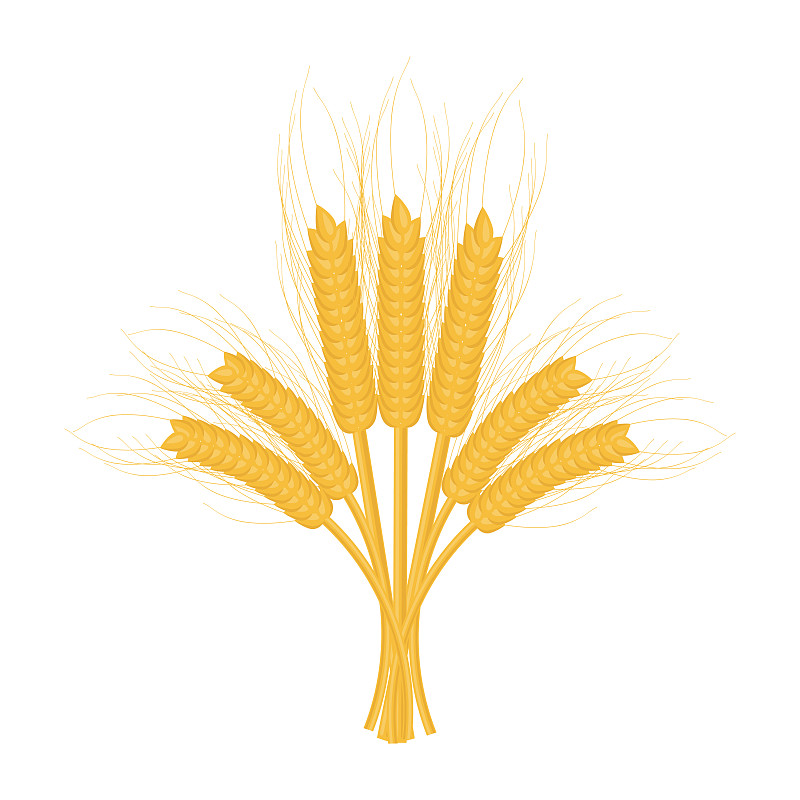 麦穗的茎。制作面包和面粉用的小麦、黑麦小穗。载体小麦穗小穗与谷粒。图片素材