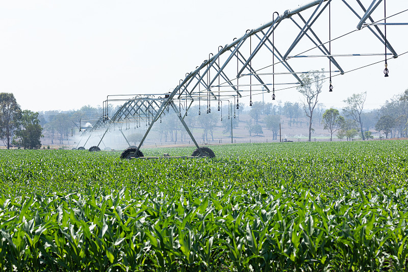 大型农业灌溉机向玉米作物喷洒水图片素材