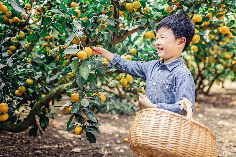亚洲男孩在果园里采摘有机橙子图片素材