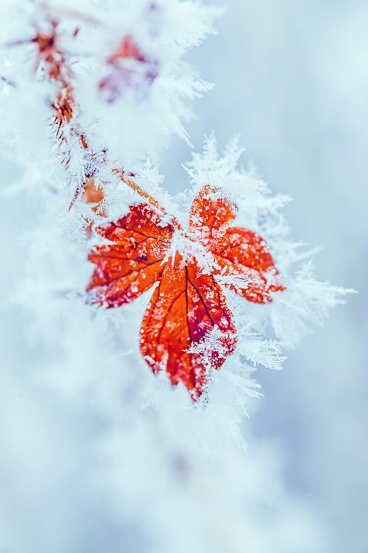 霜冰叶醋栗在冬季蓝色背景图片素材