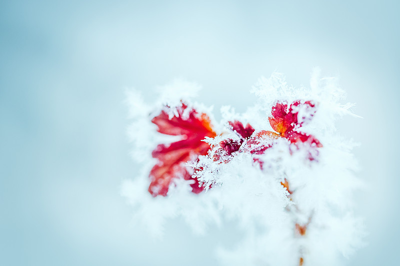 霜冰叶醋栗在冬季蓝色背景图片下载