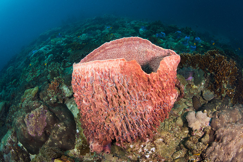 加勒比巨型桶状海绵图片