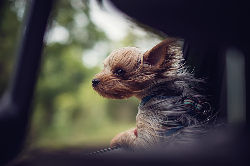 刮着风的约克基小狗从车窗往外看图片素材