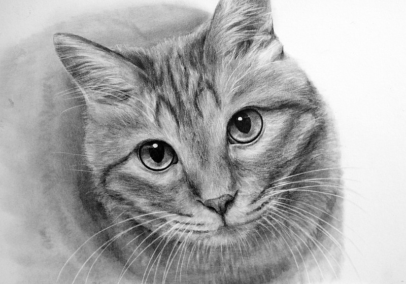 猫的铅笔画画图片下载