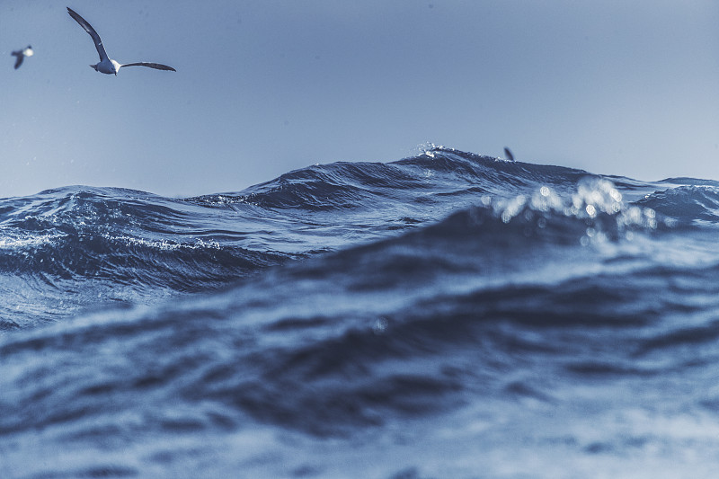 海鸥和蓝色波涛汹涌的大海图片下载