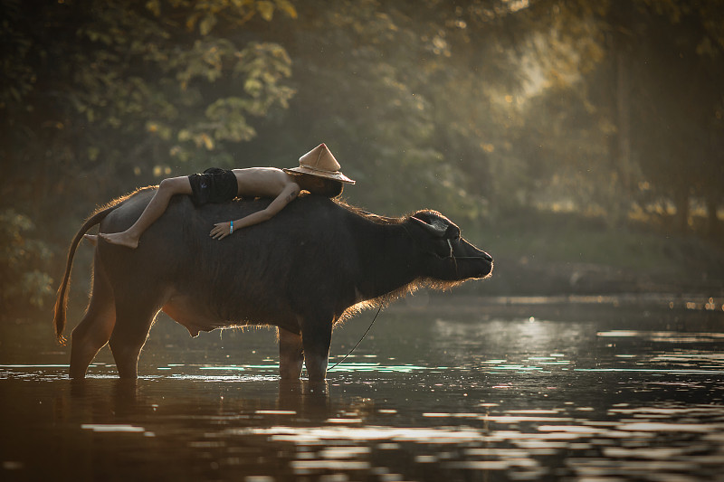 侧视图赤膊男孩躺在水牛在湖图片素材