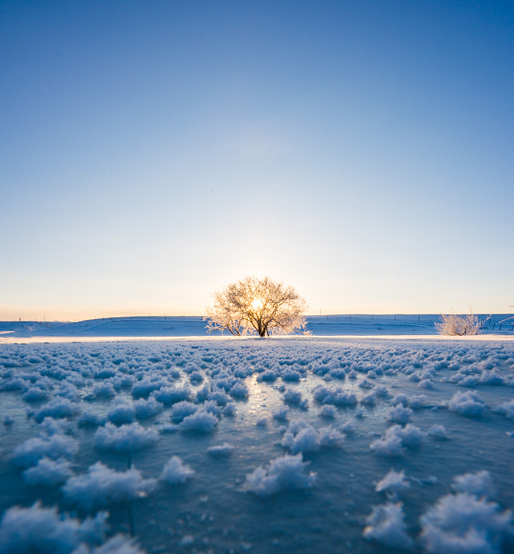 树在雪图片素材