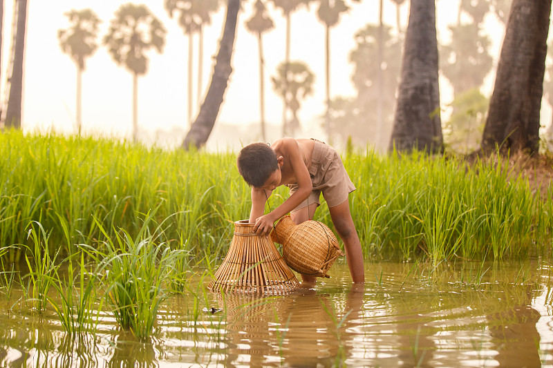 钓鱼男孩亚洲农民在稻田在早上的时间图片素材