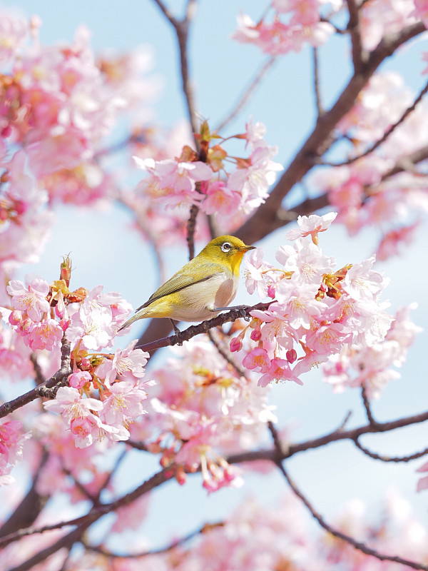 鸟瞰栖息在樱花树上图片素材