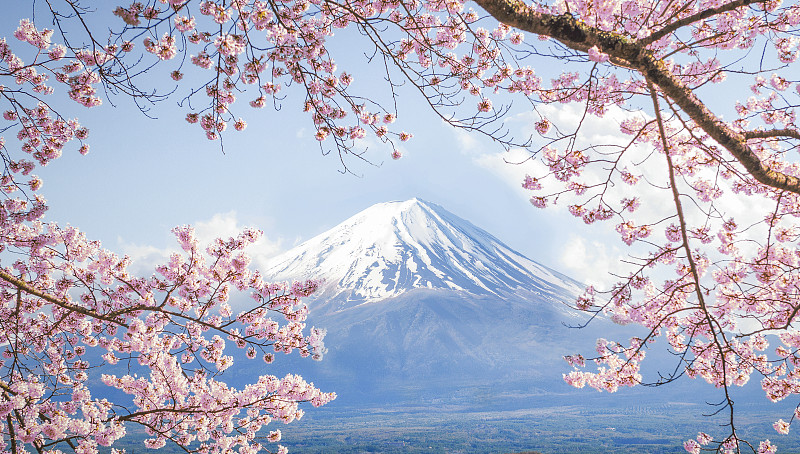 日本春日的富士山和川口湖的粉色樱花枝桠图片下载