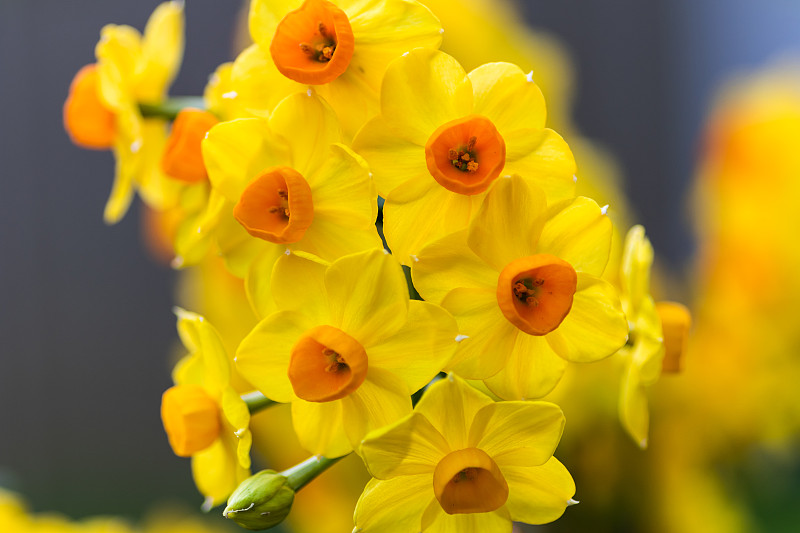 淡黄色花朵图片下载