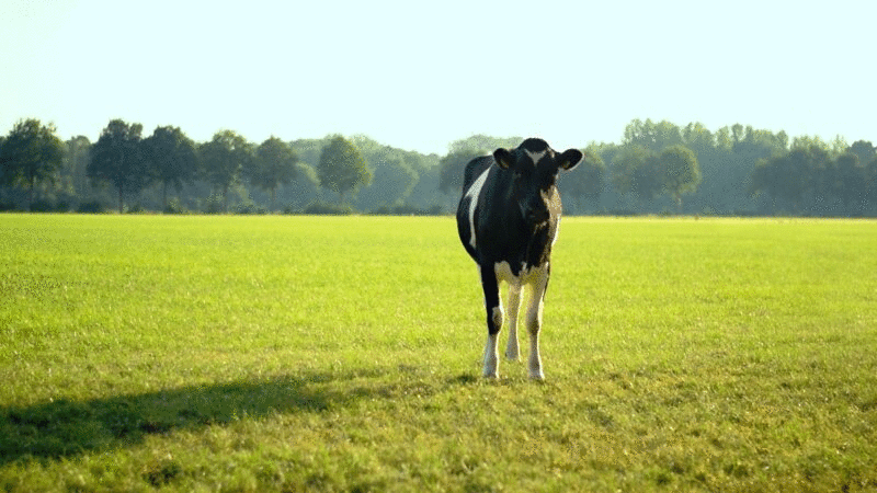 奶牛在田里摇着尾巴插画下载