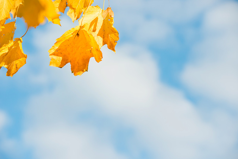 秋叶和天空的景色图片素材