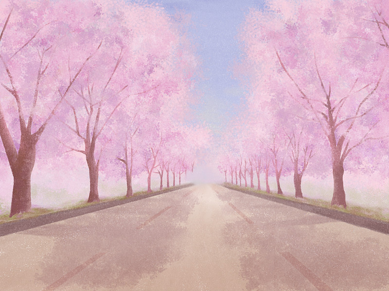 樱花树盛开的通向远方的道路插画图片