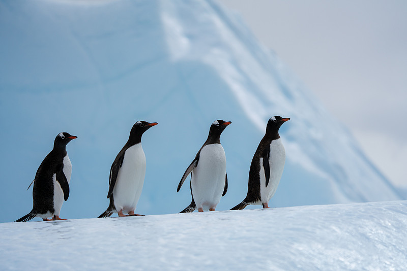 企鹅、南极图片素材
