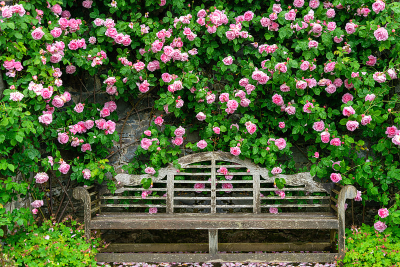 夏天欧洲英国北威尔士博德南特花园蔷薇花墙和木椅园林景观图片下载