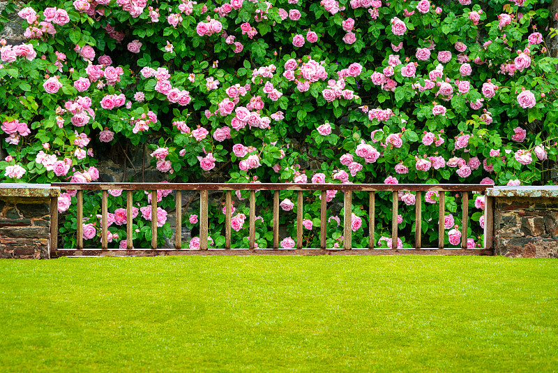 绿色草坪木制栅栏和蔷薇花墙唯美的背景图片素材