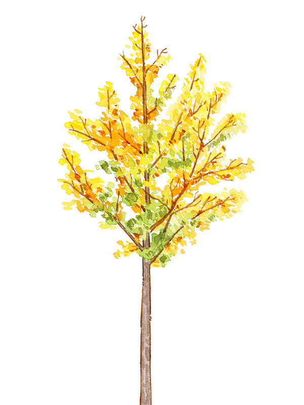 手绘钢笔淡彩秋季树木植物图片下载