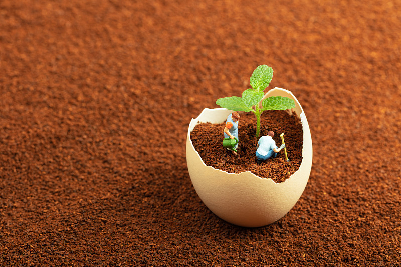 土壤鸡蛋壳植物春天嫩芽叶片浇灌图片素材