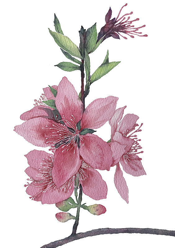 水彩插画春天盛开的桃花图片