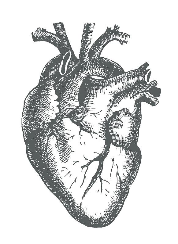 心脏解剖图片手绘黑白图片