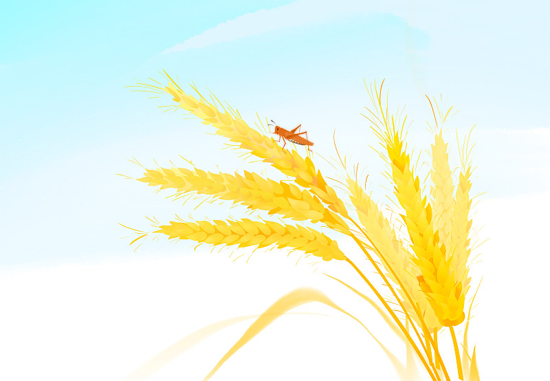 二十四节气小满夏季秋季丰收季节麦子昆虫图片下载