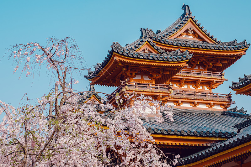 樱花与平安神宫图片下载