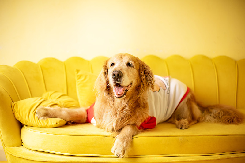 黄色沙发上的金毛犬图片素材