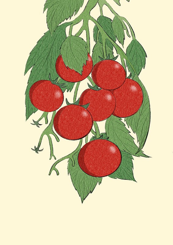 芒种-西红柿图片素材
