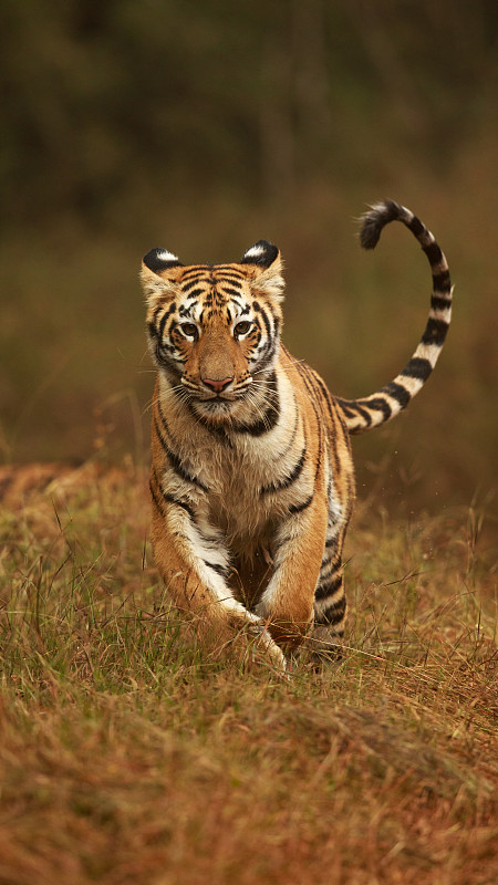 孟加拉虎(Panthera tigris tigris)向照相机跑去图片下载