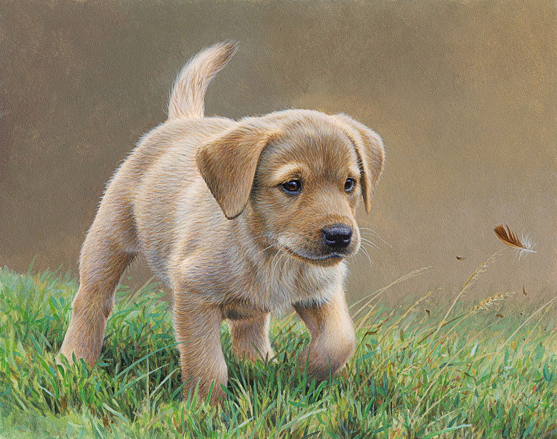 黄色的拉布拉多小狗在草丛中追逐羽毛图片素材