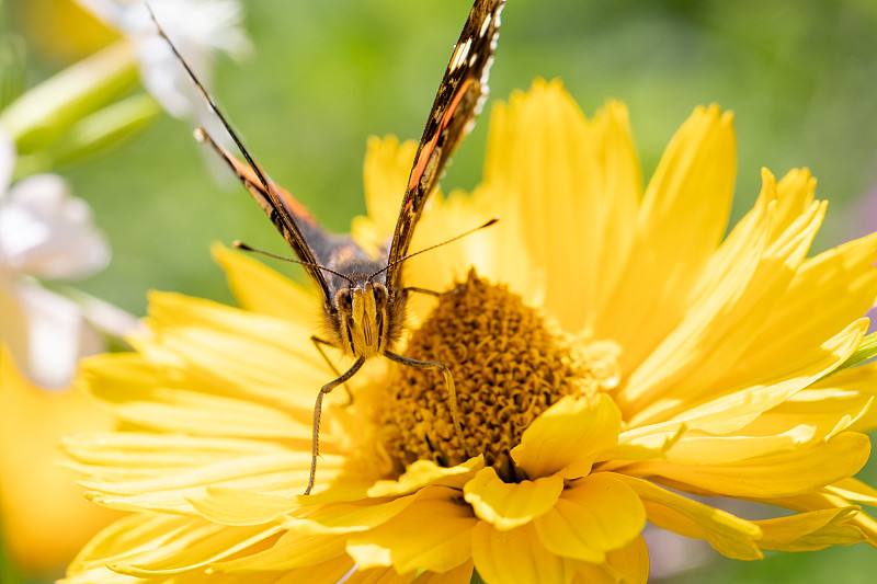 蝴蝶在黄花上的特写，Lanoraie，加拿大图片下载