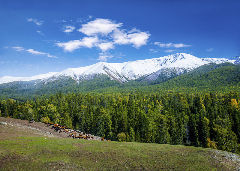 新疆喀纳斯国家地质公园白哈巴雪山下的高山草场树林图片素材