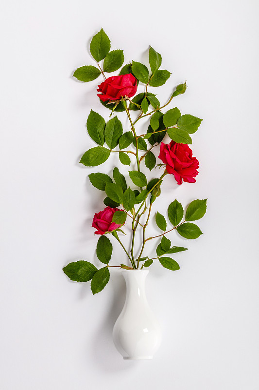 红玫瑰和白花瓶图片素材