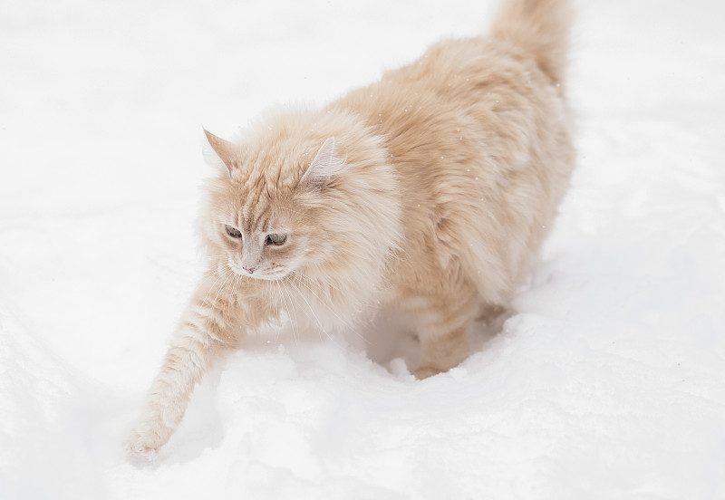 雪中行走的猫图片素材