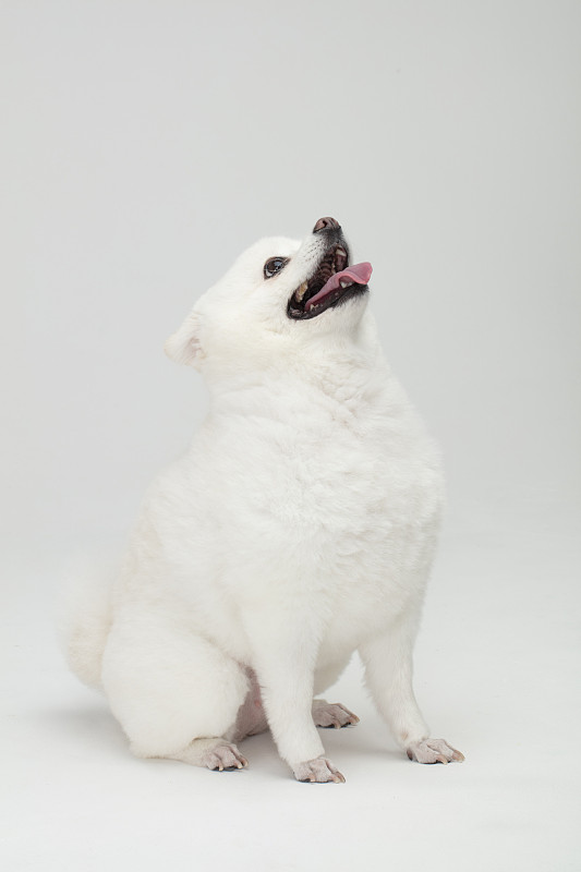 小狗伸出舌头在白色背景中向上看的照片摄影图片下载