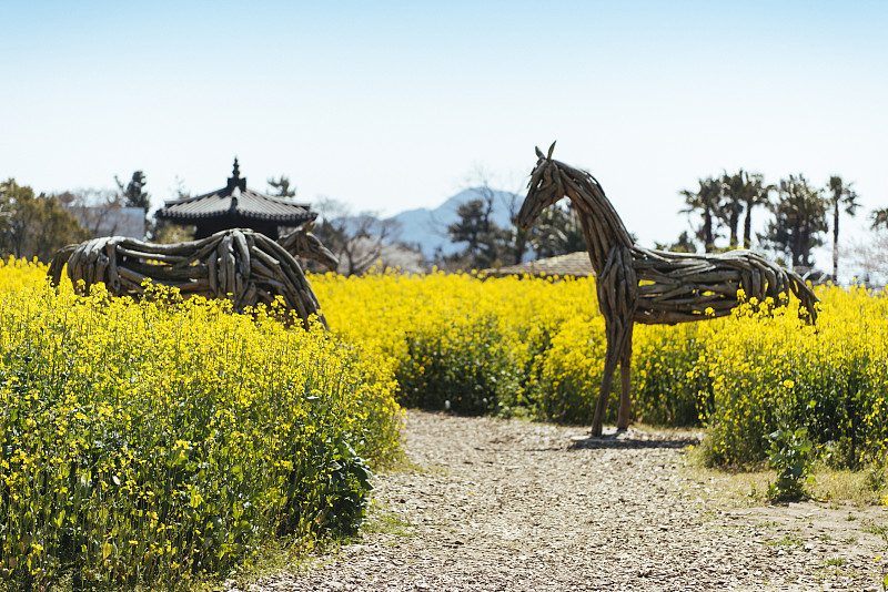济州岛油菜田里的马雕塑图片素材