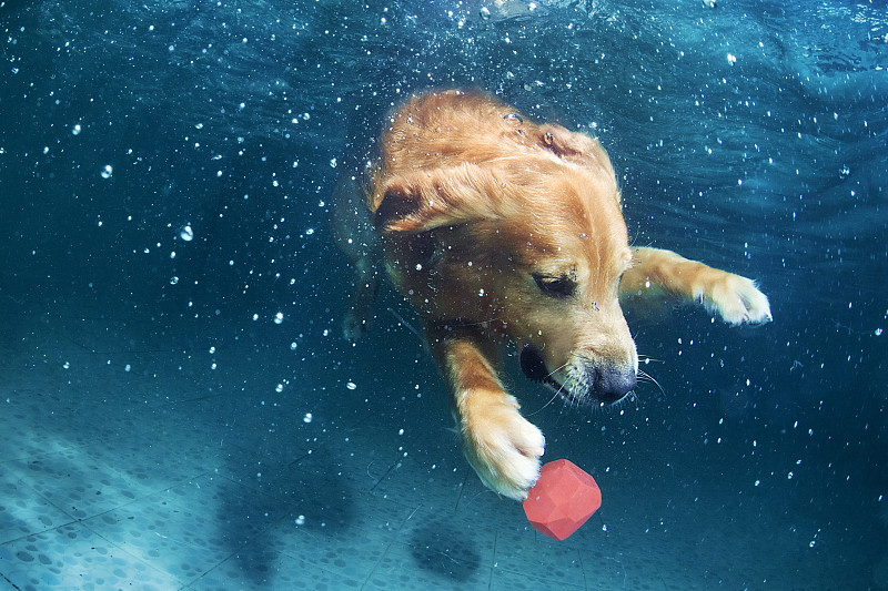 水下的金毛犬图片素材